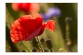 Mohn M 06